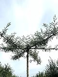 Weidenblättrige Birne Dachbaum | Hängende Wildbirne | Pyrus salicifolia 'Pendula' Dachbaum | Stammhöhe 220 cm | 12-16 cm Stammumfang