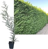 24 Stück Leylandii Zypresse von INTRAGARTEN | immegrün und winterhart | Basterdzypresse +50cm Heckenpflanze im Topf gew