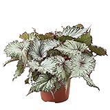 Begonia rex 'Asian Tundra' | Begonien Pflanzen | Zimmerpflanze echt | Höhe 25-40 cm | Topf-Ø 14,5 cm