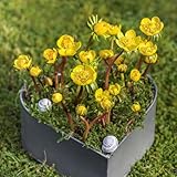 30 pcs winterlinge samen blumensamen balkon, bodendecker pflanzen winterhart gartenblumen pflanzen, balkon pflanze balkon blumensamen, balkonpflanzen pflanzen winterhart, steinp