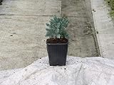 Portal Cool Juniperus Squamata Blue Star | Zwergkonifere, Fogliame Argenteo-Blu | 9 cm Topf: S