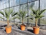 L Palme 100-120 cm Trachycarpus fortunei, Hanfpalme, winterhart + robust bis -18°C