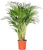 Sunnytree Areca Palm - Goldfruchtpalme - Dypsis Lutescens - 140 cm - Tropische Zimmerpflanze für Ihr Zuhause
