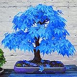 Haloppe 20 Stück blaue Ahorn-Pflanzen-Samen für die Hausgartenbepflanzung, schöne seltene blaue Ahorn-Samen, Bonsai-Pflanzen, Garten, Haus, Baumdek