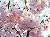 Japanische Blütenkirsche 'Kanzan' - Prunus serrulata Kanzan - Containerware 80-100 cm - Garten von Ehren®
