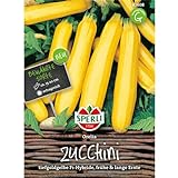 83608 Sperli Premium Zucchini Samen Orelia | Früh | Lange Ernte | Gelbe Zucchini | Zuchini Saatgut | Zucchini Gelb