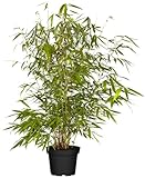 Bambus Pingwu Fargesia robusta | 4 Stück | Topf Ø 14cm 30-40cm Lieferhöhe | Bambus - Immergrün | Winterharter Schirmbambus für Garten Terrasse und Balkon