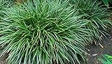5 x Carex morrowii 'Irish Green' (Ziergras/Gräser/Stauden) Bodendecker