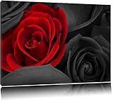 romantische rote Rosen schwarz/weiß auf Leinwand, XXL riesige Bilder fertig gerahmt mit Keilrahmen, Kunstdruck auf Wandbild mit Rahmen, günstiger als Gemälde oder Ölbild, kein Poster oder Plakat