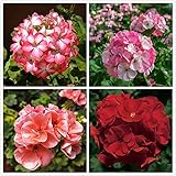 100pcs Mix Mehrjährige Geranium Samen Für Home Gartenarbeit Pflanzung Schöne Cut Blumen Garten Hof Dekoration Einfach Zu Pflege