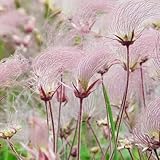 prairie smoke samen kräuter samen pflanztopf hochbeete für garten winterharte kübelpflanzen blumendeko kräuter samen blumensamen blumen samen prairie smoke flowers, dekopflanzen 100p