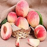 10 Stück Frische Gentechnikfreie Pfirsich Samen Schnell Wachsend Leicht Zu Pflegen Geeigneter Hausgarten DIY Bepflanzung Machen Sie Ihr Zuhause Einzigartig