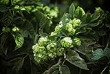 Echter Wilder Hopfen Bierhopfen - Selbst Bier brauen - Kletterpflanze - Humulus lupulus - 1 Pflanze - 60-80cm Topf 2Ltr.