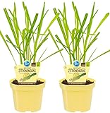 Bio Zitronengras (Cymbopogon citratus), Kräuter Pflanzen aus nachhaltigem Anbau, (2 Pflanzen im Set)