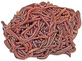 DaWurmbauer Kompostwürmer kaufen - 250 Stück + 1 Beutel Wurmstarterfutter - Regenwürmer Würmer lebend Futterwürmer Gartenwürmer Wurmhumus Angelwürmer Mistwürmer…