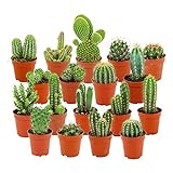 ZynesFlora Mini Kakteen im Set - 18 Stück im 5.5 cm Pflanztopf - Kleiner Kaktus Zimmerpflanze Sammlung - Höhe: 5-10 cm