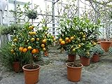 gruenwaren jakubik Calamondin Stamm Busch Orange Citrus Mitis 60-90 cm Orangenbaum Calamondino Kalamansi