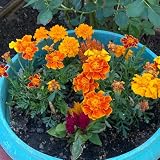ringelblumen samen mehrjährig, balkon, pflanzen garten winterhart mehrjährig ringelblume gartenblumen, topfpflanzen für draußen blumensamen balkon, outdoor pflanzen flowers, 1000p