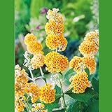 Schmetterlingsflieder Sungold - Sommerflieder (Buddleja) Pflanze in strahlendem Gelb, halbschattig und winterhart - Flieder-Strauch von Garten Schlüter