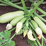 Samen für ca. 10 Pflanzen Bianca di Trieste Zucchini - helle Früchte, ertragreich