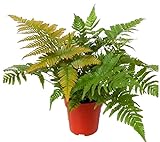 Rotschleierfarn - Dryopteris erythrosora- winterharter, wintergrüner, Farn 12 cm Topf als Kübelpflanze Balkonpflanze, Schattenpflanze Beetpflanze