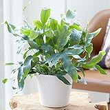 Phlebodium Blue Star - Goldtüpfelfarn | Zimmerfarn im Topf 25-35 cm |