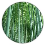 Riesenbambus - 50 Samen - schnelles Wachstum - winterharte Pflanze - Gartenpflanze