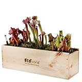 Ecoworld Box Fleischfressende Pflanzen - 3 Fleischfressende Pflanze - Sarracenia - Nachhaltige Holzkiste - Inkl. praktischer Feuchtigkeitsmeseer