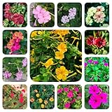 350 pcs Wunderblume Samen, saatgut blumen balkon blumensamen Mirabilis jalapa Pflanze, exotische samen gartensamen wildblumensamen, pflanzen samen gartenpflanzen blumensamen mehrjährig