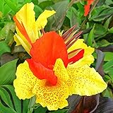 Canna ist sehr gut geeignet für den Einsatz in Gärten und Behältern,Indisches Blumenrohr,Canna bedeutet starker Wille,Canna Zwiebeln,Resistent gegen Rehe-1 Zwiebeln,c