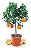 Meine Orangerie Orangenbaum Mezzo - echte Orange - Zitruspflanze - 70 bis 90 cm - Citrus sinensis - Orange Tree - veredelter Apfelsinenbaum in Gärtner-Qualität