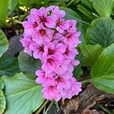 bergenien samen exotische samen winterharte pflanzen für balkon, blumensamen winterfeste pflanzen für balkon pflanzensamen wiesensaatgut blumen samen gartenpflanzen balkonpflanzen 200p