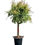GRANATAPFEL BAUM GRÖSSE XL, STAMMUMFANG 20-25 CM