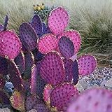 TOYHEART 20 Stück Premium Blumensamen, Opuntia Macrocentra Seeds Rare Good Harvest Mini Sukkulenten Feigenkaktus-Samen Für Den Außenbereich Lila