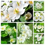 Diphylleia grayi samen - stauden winterhart mehrjährig，schnell wachsender balkonpflanzen，pflanzen samen pflanzentopf，schattenpflanzen blumensamen geschenk，gartenpflanzen deko 150p