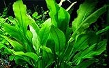 Tropica Aquarium Pflanze Echinodorus bleheri im Topf Topf Nr.071 Wasserpflanzen Aquariump