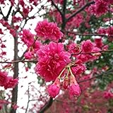 strimusimak 20 Stück Kirschblüten samen, rosa blühende Sakura-Baum-Blumen samen Hardy Garten Blumen samen im Freien Blumen samen Rote Bougainvillea-Samen