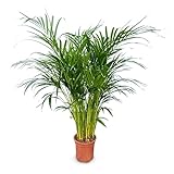 Sunnytree Areca Palm - Goldfruchtpalme - Dypsis Lutescens - 100 cm - Tropische Zimmerpflanze für Ihr Zuhaus