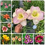 Taglilien Samen, Hemerocallis fulva, steingartenpflanzen winterhart Taglilien Winterhart Mehrjährig Samen, pflanzen samen, blumendeko gartenpflanzen winterhart winterharte pflanzen für 300p