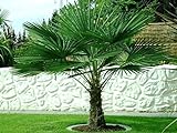 Seltene Palmen Kreuzung Trachycarpus Fortunei/Wagnerianus bis 160 cm. Frosthart bis - 18 Grad Celsius