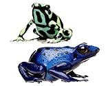 Apalis Wandtattoo No.383 Two Exotic Frogs Set Frosch Giftig Bunt Regenwald Reptil
