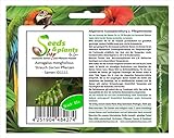 Stk - 10x Astragalus mongholicus Strauch Garten Pflanzen - Samen ID1111 - Seeds Plants Shop Samenbank Pfullingen Patrik Ipsa