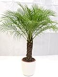 [Palmenlager] - Phoenix roebelenii 150 cm - dicker Stamm 40 cm, Zwergdattelpalme // Zimmerpalme Zimmerpflanze