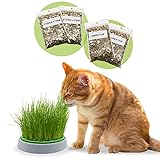 R&R SHOP - Double Seeds Katzenminzenset - Keimtopf, 2 Arten Katzenminze, Stimulans und Verdauungstrakt, 4 Beutel Samen und Substrat, geeignet für alle Katzen