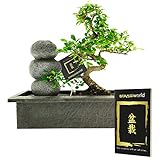 Bonsaiworld Zen Wasserfall - Bonsai Set mit Fließendes Wasser und ein Bonsai-Buch - Bonsai ca. 10 Jahre alt (Pflanzenhöhe: ca. 30 cm) - Pflegeleicht, tolle Dekoration für Wohnzimmer & Büro