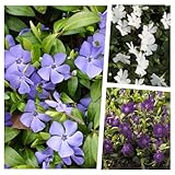 30 x Vinca minor Farbmix (Staude/Winterhart/Bodendecker/Immergrün/Mehrjährig) Kleines Immergrün im Mix - Ein Teppich in Blau, Weiß und Lila - sehr pflegeleicht - von Stauden Gäng