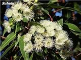 100 PC/Beutel seltene Regenbogen-Eukalyptus-Blüte Samen, Tropischer Baum Samen, Eukalyptus-Anlage für Hausgarten Zier Bonsai 1