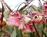 100 PC/Beutel seltene Regenbogen-Eukalyptus-Blüte Samen, Tropischer Baum Samen, Eukalyptus-Anlage für Hausgarten Zier Bonsai 11