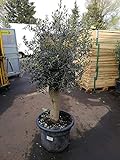 XXL Olivenbaum 25-30 Jahre alt - Olea Europea Hochstamm 160-200 cm Stammumfang 20 cm Formgehölz