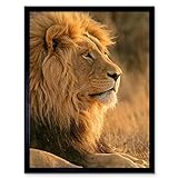 Wee Blue Coo Big African Lion Sitting Sun Art Print Framed Poster Wall Decor Kunstdruck Poster Wand-Dekor-12X16 Zoll